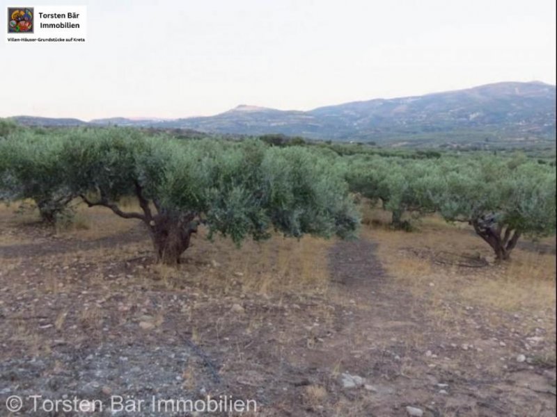 Lithines Kreta Ausgezeichneter Olivenhain in Lithines zu verkaufen Grundstück kaufen